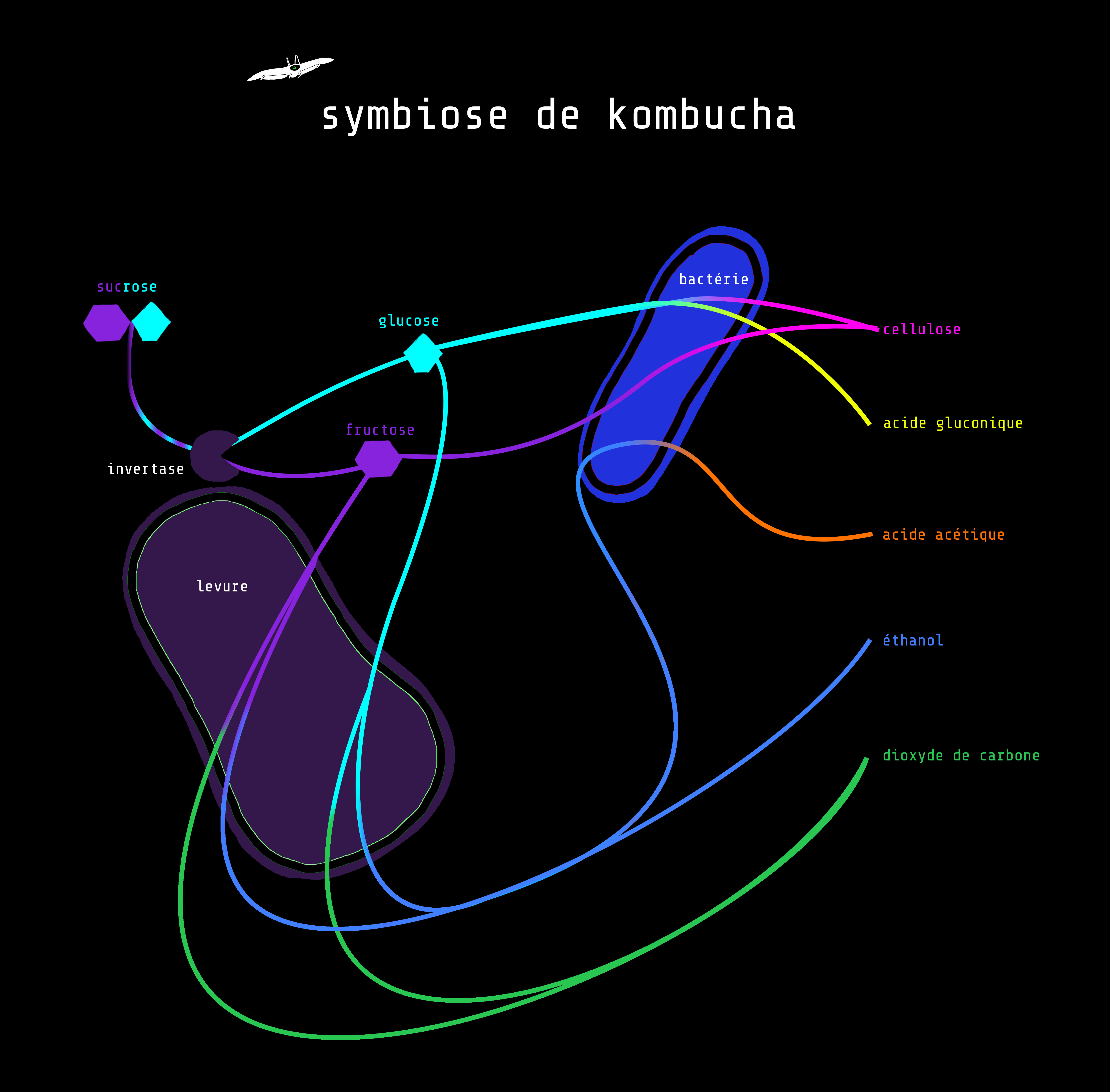 schéma symbiose de kombucha(Alt)